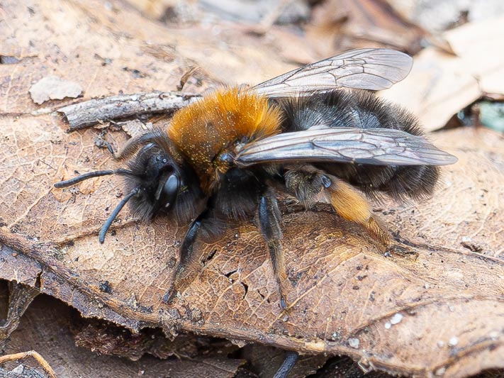 Andrena clarkella.jpg